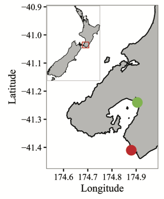 Sampling locations for juvenile G. maculatus. Green = Hutt River. Red = Wainuiomata River. River mouths are approximately 20 km apart. Data for the maps comes from the ‘maps’ (Becker et al. 2016) and ‘mapdata’ (Becker et al. 2016) R packages.